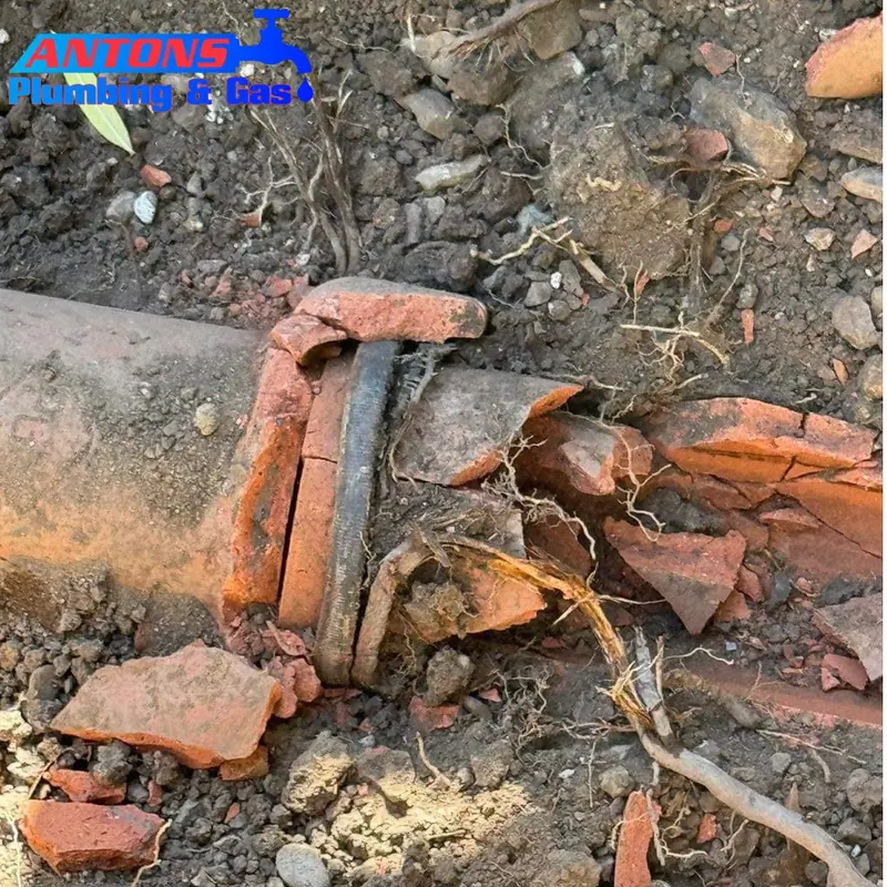 Tree roots visible around a broken terracotta drainage pipe