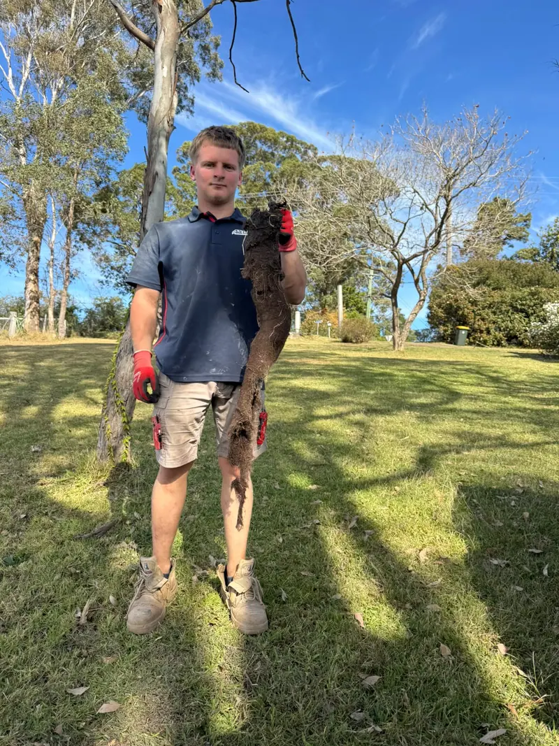 Antons team member holding a long root mass removed during drainage work